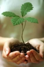 Planting trees