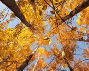 Fall Activity Ideas