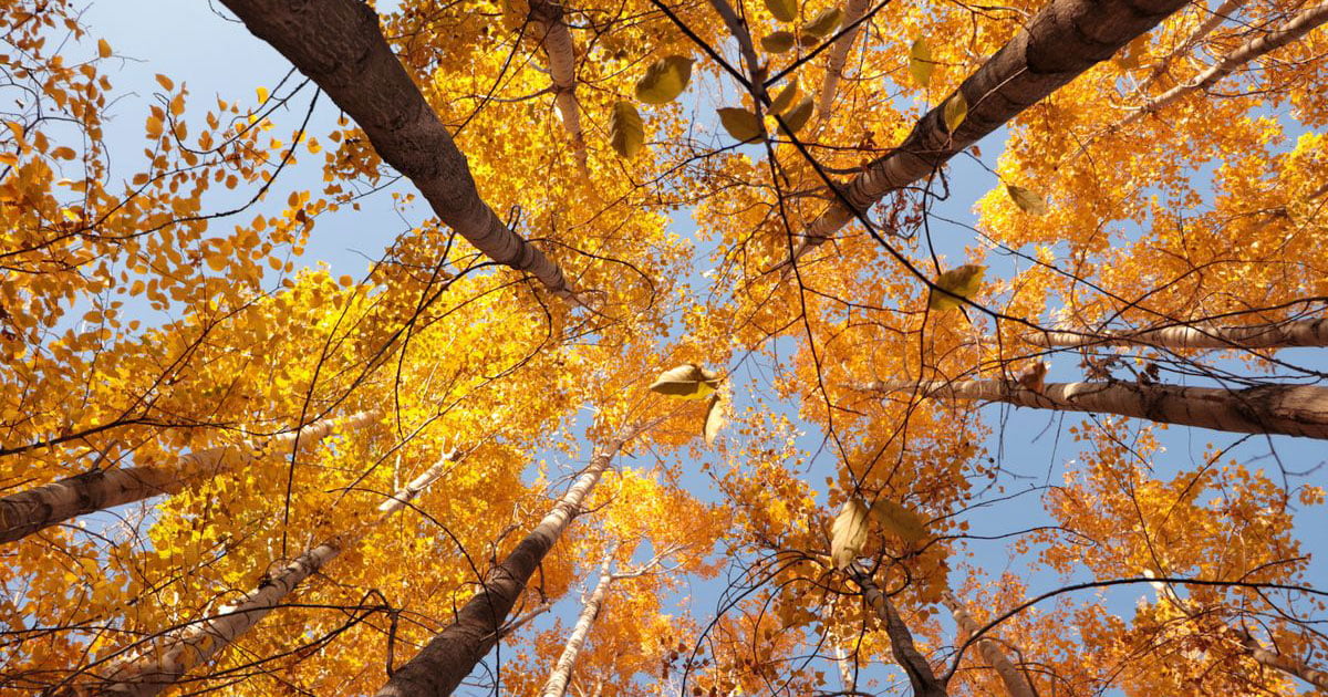 Fall Activity Ideas